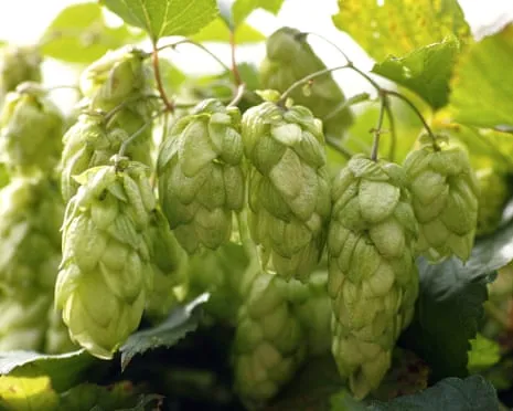 Build Your Own Beer Garden: Cultivating Hops Proves to Be Easy and Fulfilling